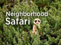 Neighborhood_Safari